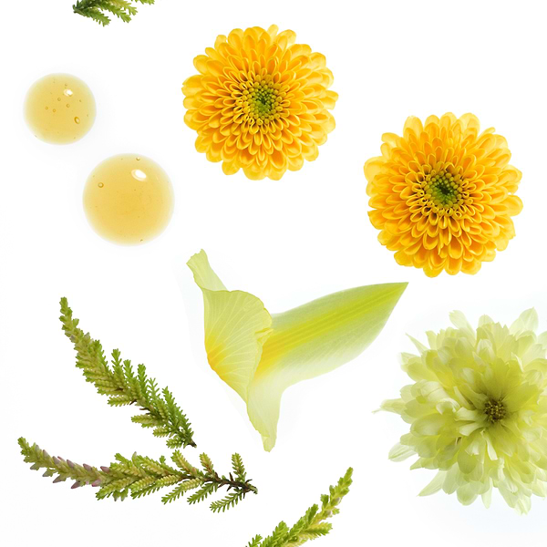 MIMOSA DEL SOL